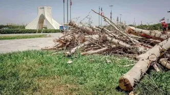 ماجرای قطع درختان میدان آزادی چه بود؟