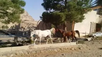 اسبها وارد کمپ استقلال شدند + ویدئو