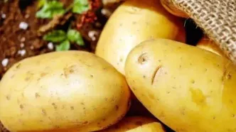 آیا مصرف سیب زمینی به کاهش وزن کمک می‌کند؟