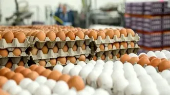 جدیدترین قیمت تخم مرغ در خرداد ۱۴۰۴