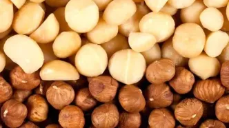 تفاوت فندق و ماکادمیا در خواص و موارد مصرف + تصاویر