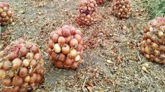 آغاز خرید توافقی پیاز از کشاورزان جنوب کشور + زمان