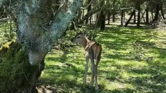 لحظات زیبای نجات بره مرال از دل آتش در پارک ملی گلستان