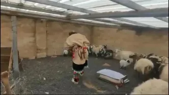 ببینید؛ نگاهی به زندگی عشایر در تبت؛ از پرورش دام و دوشیدن شیر تا پخت غذا