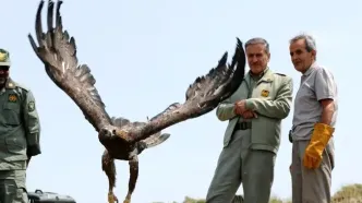 تصاویر بازگشت پرندگان شکاری‌ به آسمان الوند