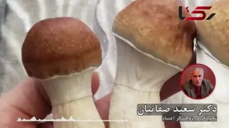 «ماشروم» بازی با زندگی/ آغاز بحرانی روانی که هیچ «سفری» قادر به درمان آن نیست