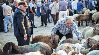 قیمت جدید دام زنده مشخص شد
