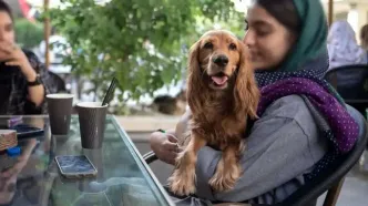 فروش سگ آزاد و بیرون بردن آن ممنوع است؟!