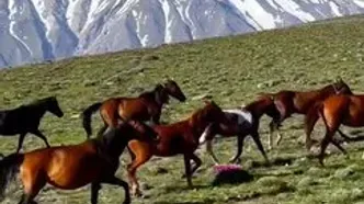 ببینید؛ تاخت‌وتازه اسب‌های وحشی در ارتفاعات ناندل با پس‌زمینه دماوند