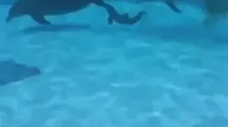 لحظه‌ نادر و شگفت‌انگیز تولد یک نوزاد دلفین
