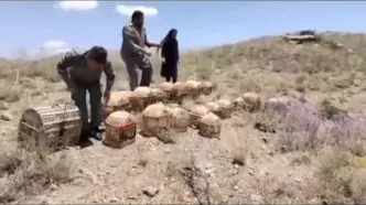رهاسازی ۲۳ قطعه کبک زنده گیری شده در دامان طبیعت سلماس