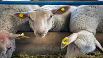 فعالیت ۱۵ جایگاه ویژه فروش دام زنده در تهران ویژه عید قربان