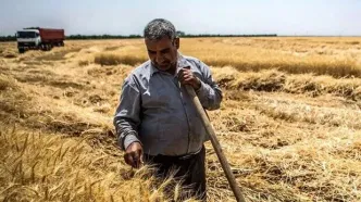 زمان دقیق پرداخت مطالبات گندمکاران اعلام شد | سخنان مهم رئیس سازمان برنامه