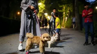 دادستان مرکز استان: سگ‌گردانی در مازندران ممنوع است