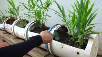 ببینید؛ یک ایده ساده برای کاشت و برداشت زنجبیل در سطل پلاستیکی در خانه