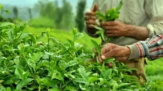 آخرین وضعیت واردات چای + جزئیات