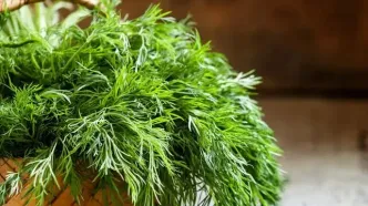 درمان طبیعی نفخ، بی‌خوابی و کلسترول با این گیاه پرکاربرد