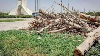 ماجرای خبرساز قطع درختان در میدان آزادی