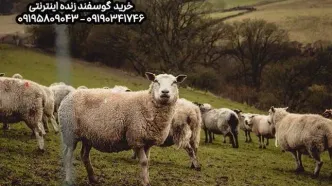 جدیدترین قیمت دام زنده اعلام شد
