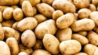 سیب‌زمینی و گوجه‌فرنگی ارزان شد