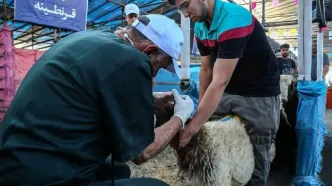 قیمت هر کیلوگرم دام زنده بهداشتی سبک ۳۴۰ هزار تومان