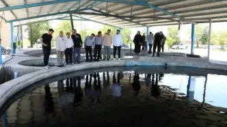 برنامه منطقه آزاد ماکو برای صدرنشینی دوباره در تولید خاویار