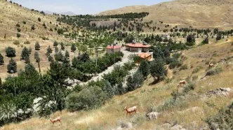 واکنش شهرداری به قطع درختان چیتگر و سرخه حصار: آفت زده بودند
