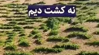 کاشت هندوانه در دل کویر؛ بدون چاه، بدون آبیاری / وزارت جهاد کشاورزی الگو بگیرد!