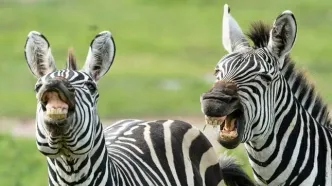 برگرداندن گورخر به صاحبش با هلیکوپتر+ویدئو