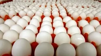 قیمت جدید هر شانه تخم مرغ