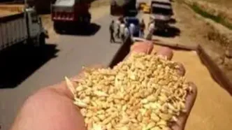 کشف ۲۵ تن گندم قاچاق در مراغه