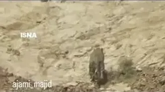 مشاهده پلنگ ایرانی در پارک ملی توران شاهرود