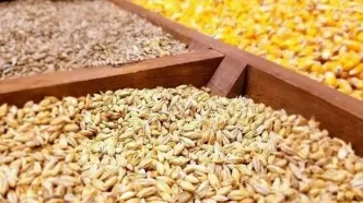 آغاز ثبت‌سفارش نهاده‌های دامی از امروز ۱۷ خرداد