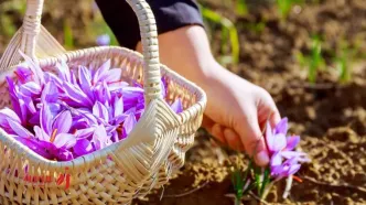 زعفران برای استرس | خواص آرام‌ بخش و ضد اضطراب زعفران