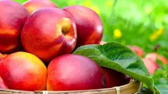 تفاوت هلو، شلیل، شبرنگ و شفتالو چیست؟