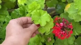 فیلم نگاهی به چیدمان منزل شاهانه و سنتی لیندا کیانیو همسرش با حال و هوای ایرانی/ از مبلمان مدرن و پرده‌های اعیانی تا عضو ثابت خونه‌های ایرانی، گل شمعدونی