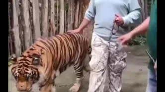 حمله ببر به یک توریست هندی در باغ وحش Tiger Kingdom تایلند /ویدیو