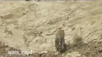 جدیدترین ویدیو از یوز ایرانی در پارک ملی توران