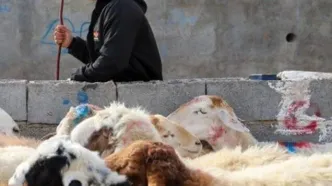 هشدار وزارت بهداشت درباره ذبح غیر بهداشتی دام در عید قربان