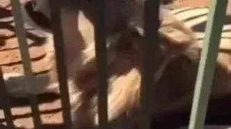فیلم حمله شیر به بازدیدکننده باغ وحش