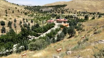 واکنش شهرداری به قطع درختان چیتگر و سرخه حصار