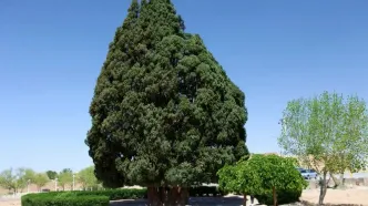 کهنسال‌ترین درخت ایران ثبت ملی شد