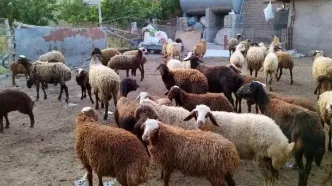 قیمت دام زنده بهداشتی اعلام شد