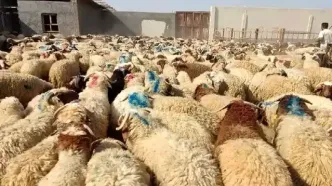قیمت گوسفند زنده برای عید قربان اعلام شد