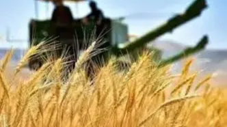 ۱۰۳ هزار و ۸۱۴ میلیارد تومان ارزش مجموع گندم‌های خریداری‌شده توسط دولت