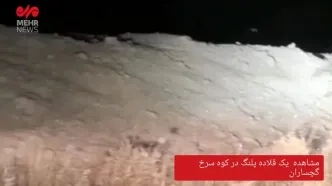 تصویری از یک قلاده پلنگ در گچساران