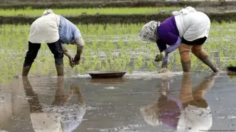 ادعای نماینده مجلس در مورد ریختن برنج در دریا در بندر شهید رجایی بندرعباس صحت ندارد