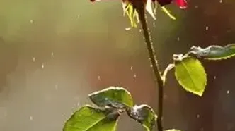 فال نخود امروز + جدول