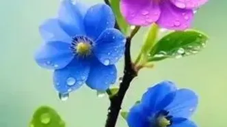 فال ابجد یکشنبه 29 تیر