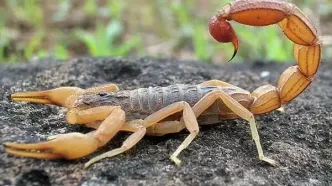 ماجرای تلخ فوت کودک ۶ ساله با نیش عقرب